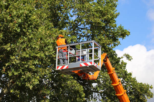 Best Professional Tree Care  in Estero, FL